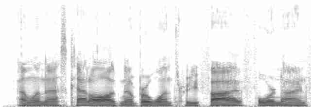 黑雁(nigricans) - ML135495