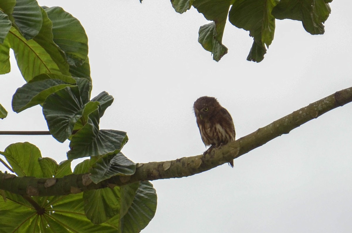 Peruvian Pygmy-Owl - Anita Morales