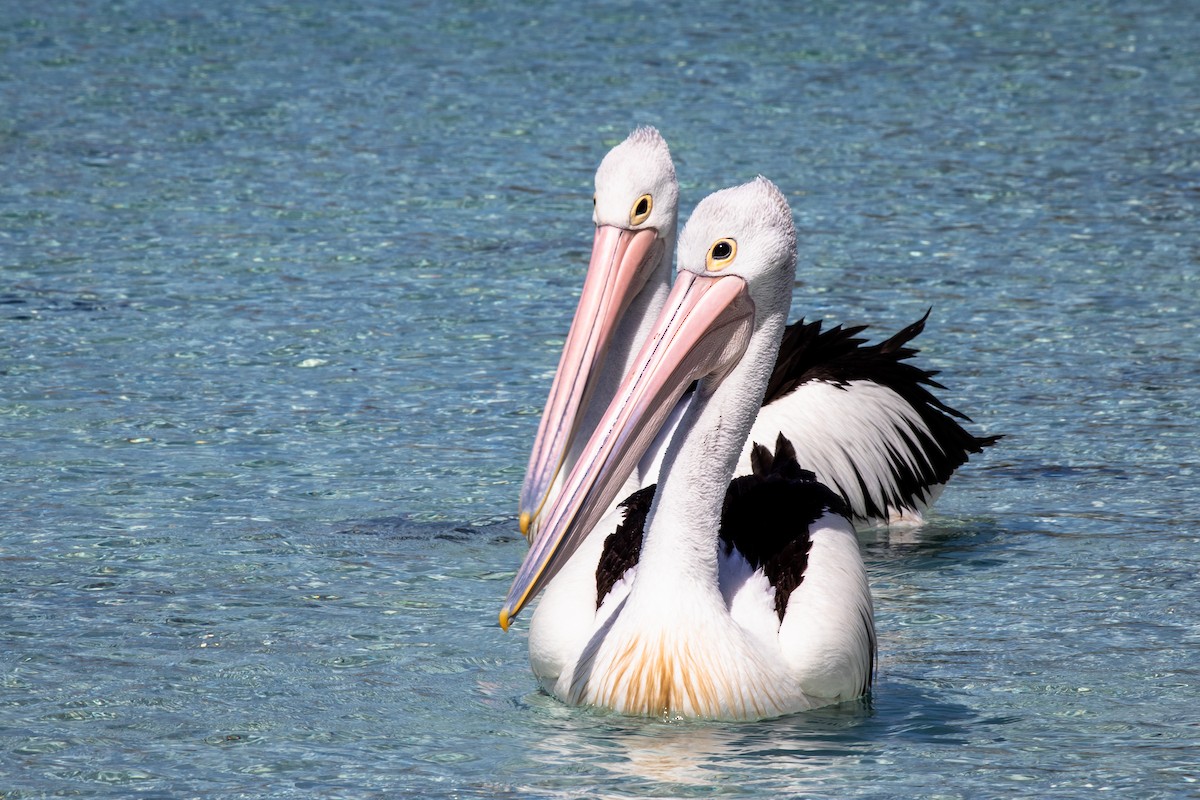 pelikán australský - ML135498401