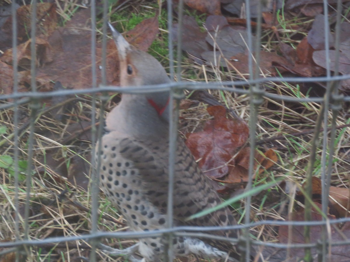 Northern Flicker (Yellow-shafted) - ML135501721
