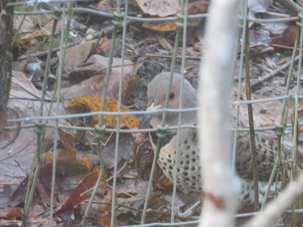 Northern Flicker (Yellow-shafted) - ML135501871