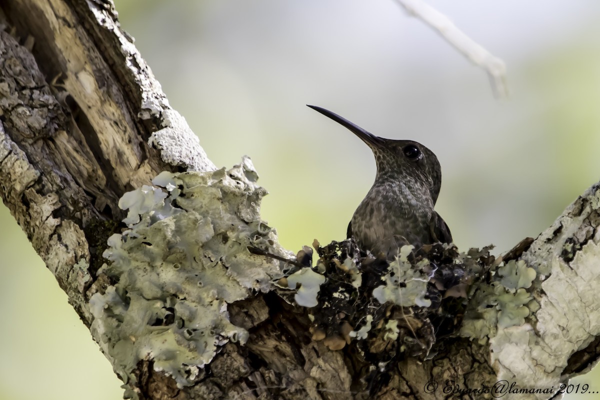 Scaly-breasted Hummingbird - ML135504131