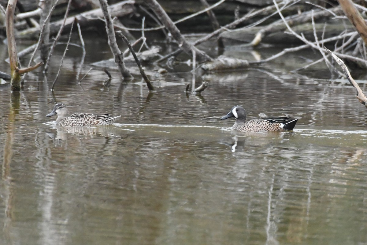 Blue-winged Teal - ML135505221