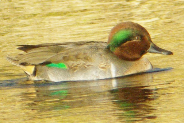 Green-winged Teal - ML135506461