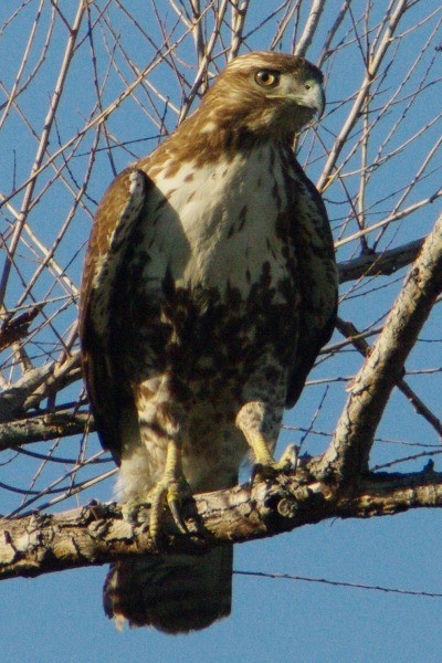 Red-tailed Hawk - ML135508311
