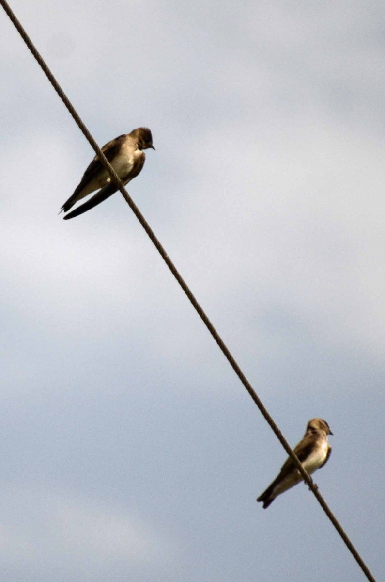Northern Rough-winged Swallow - Laura M.