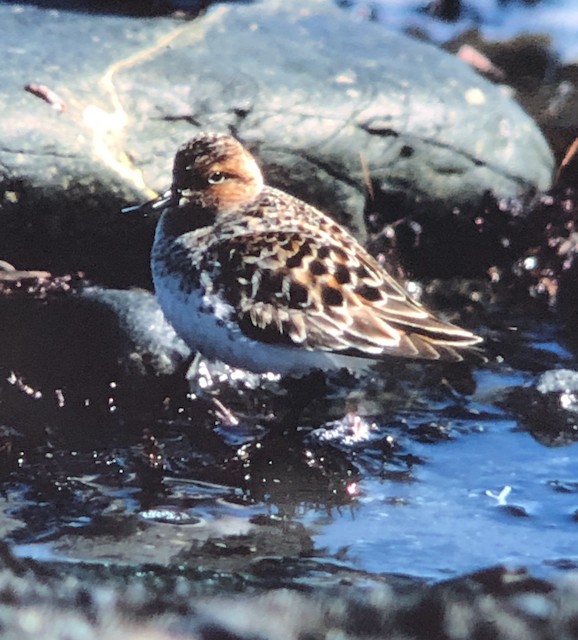 Spoon-billed Sandpiper was recorded in Alaska, United States, on May 1986. - Spoon-billed Sandpiper - 