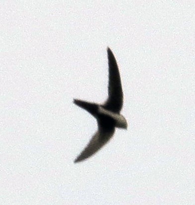 White-throated Swift - ML135512571