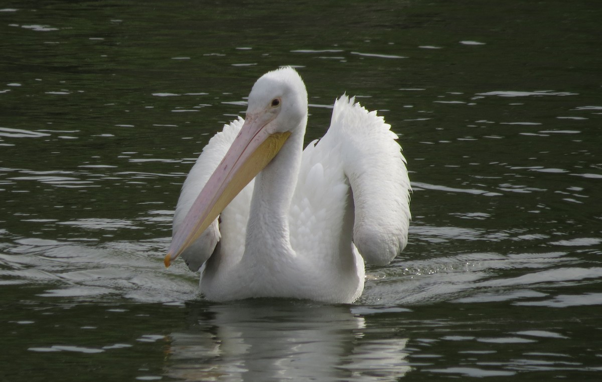 American White Pelican - ML135512691
