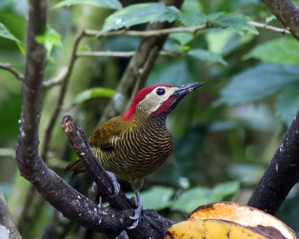 Golden-olive Woodpecker - Naseem Reza