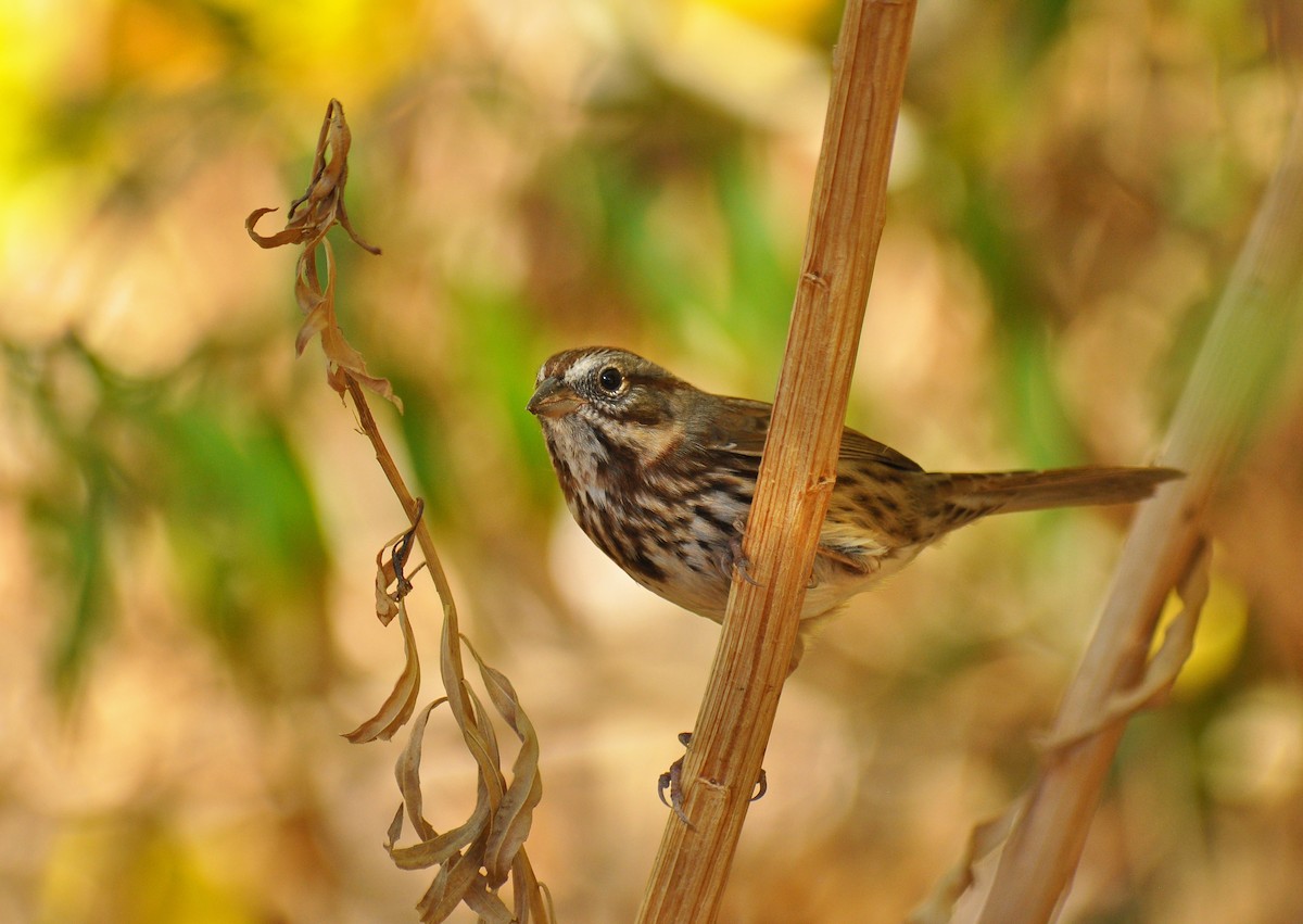 Song Sparrow (montana/merrilli) - ML135513191