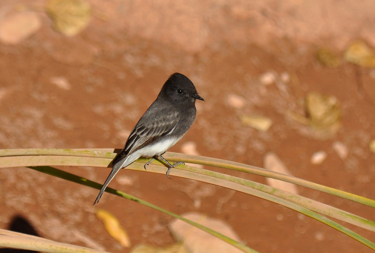Black Phoebe (Northern) - Ryan O'Donnell