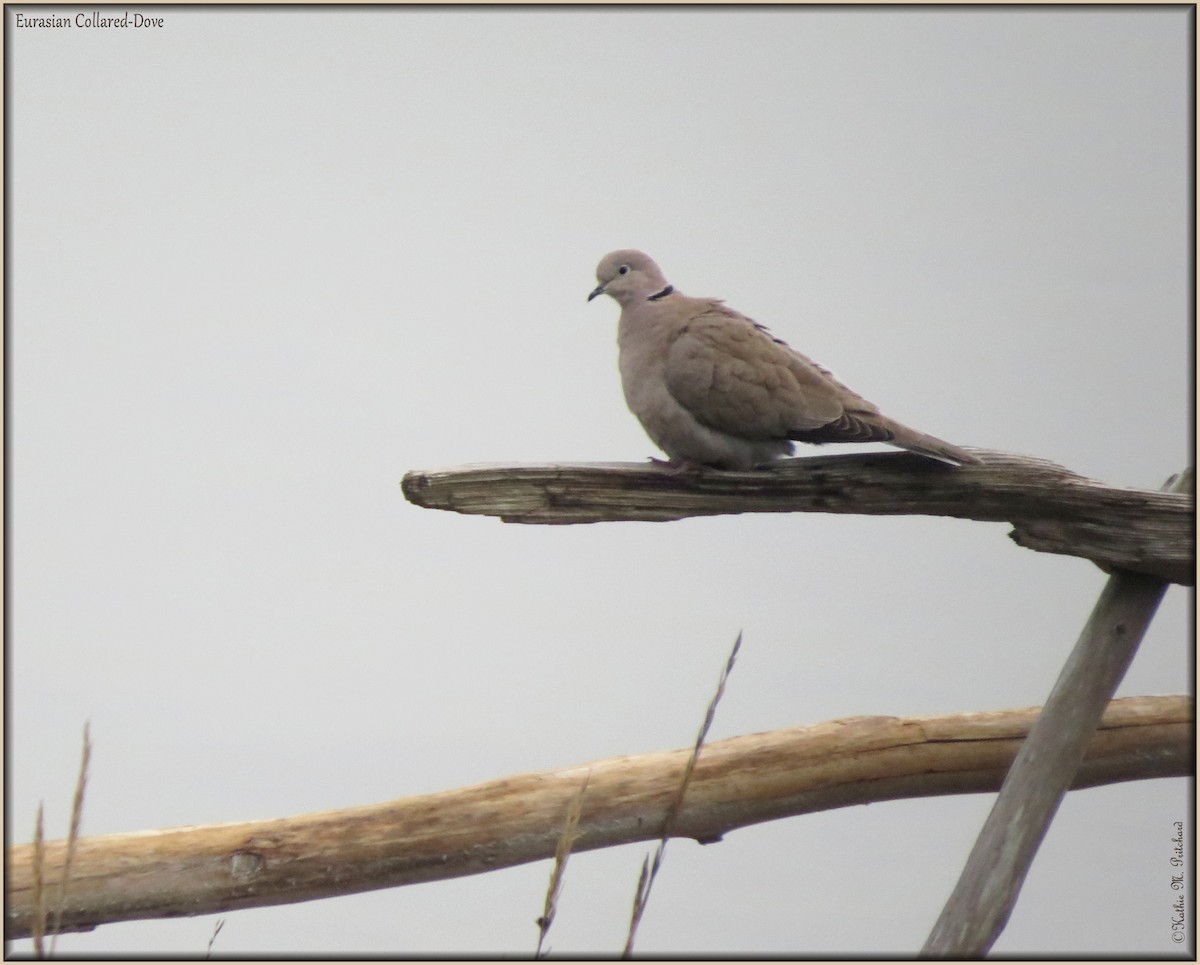 Eurasian Collared-Dove - K & K Pritchard