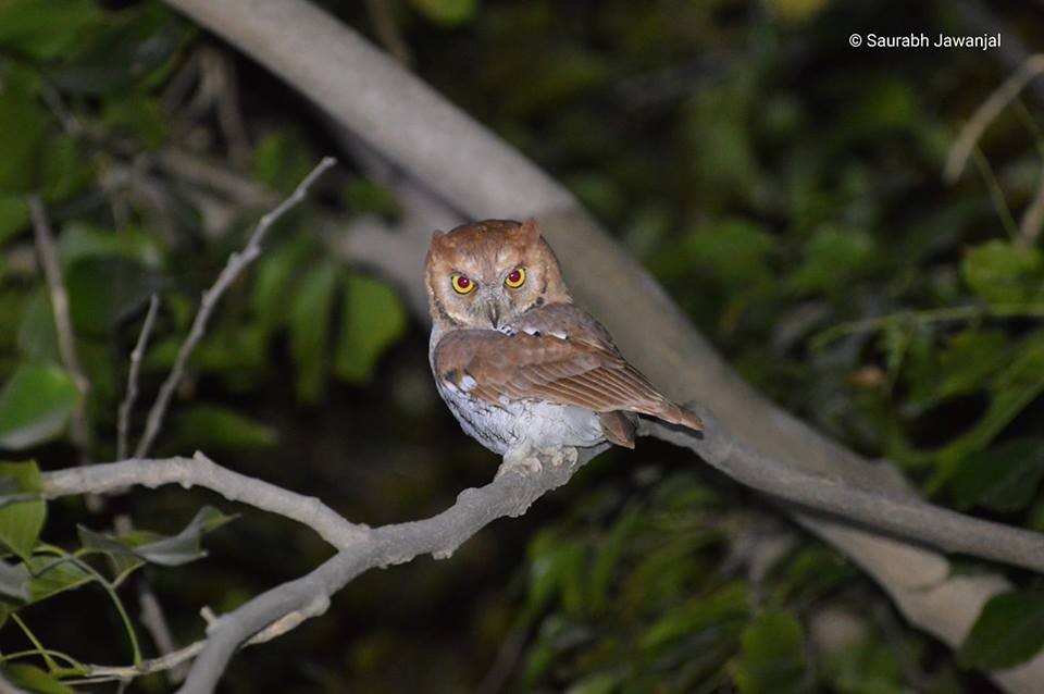 Oriental Scops-Owl - kiran more