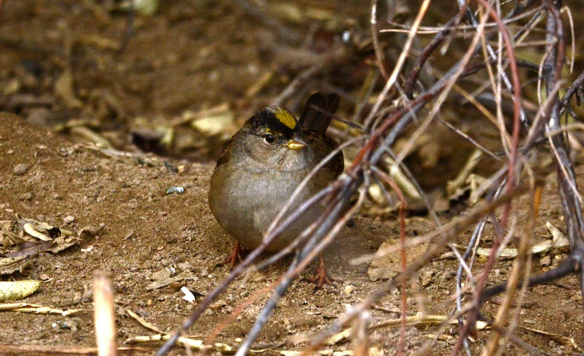 Golden-crowned Sparrow - Mark  Ludwick