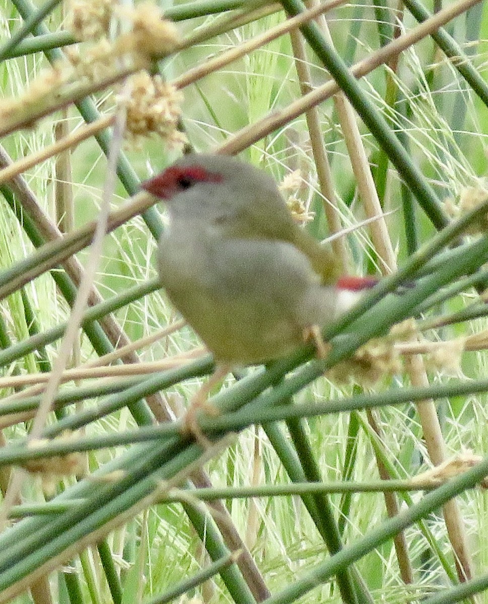 Red-browed Firetail - ML135519151