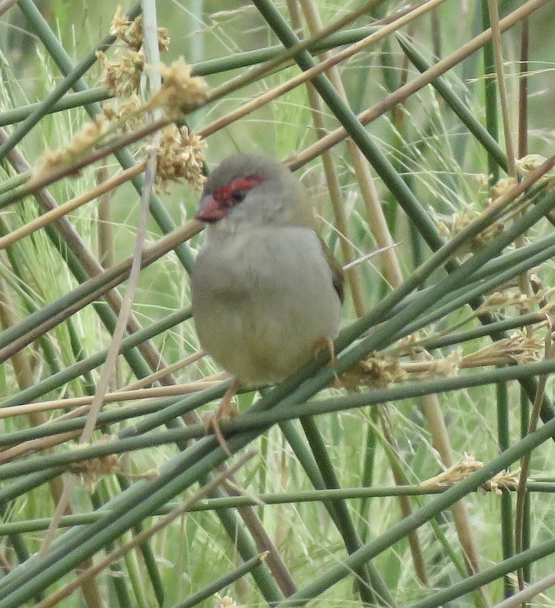 Red-browed Firetail - ML135519161