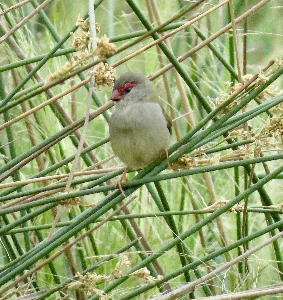 Red-browed Firetail - ML135519181