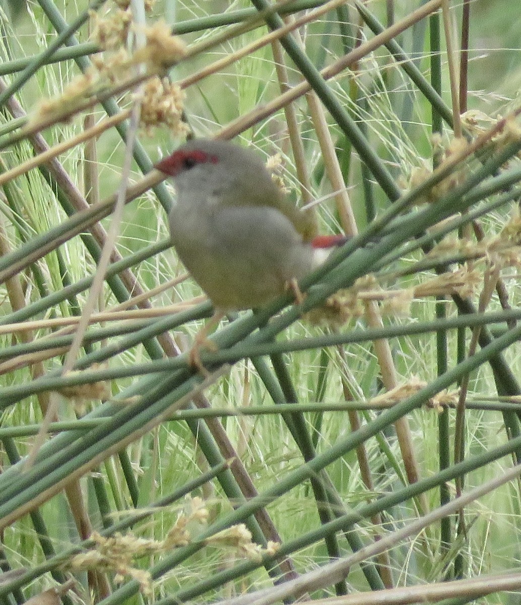 Red-browed Firetail - ML135519241