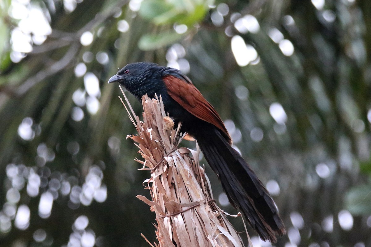 Malagasy Coucal - ML135521451