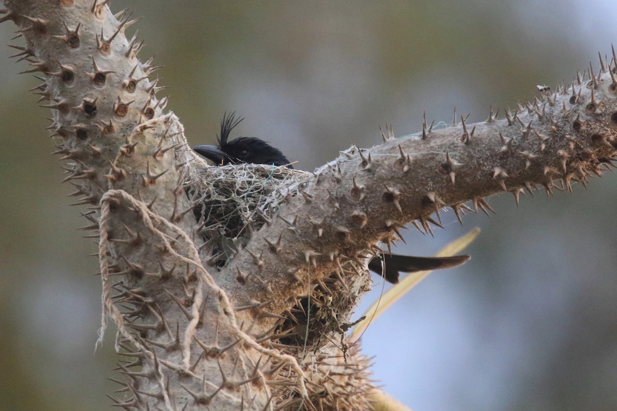 Crested Drongo - ML135521521