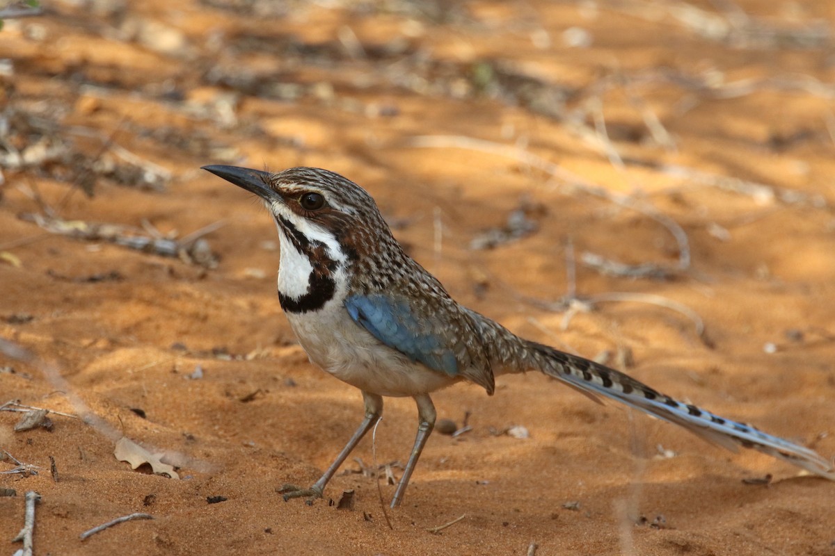 Long-tailed Ground-Roller - ML135521931