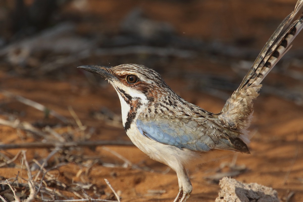 Long-tailed Ground-Roller - ML135522091