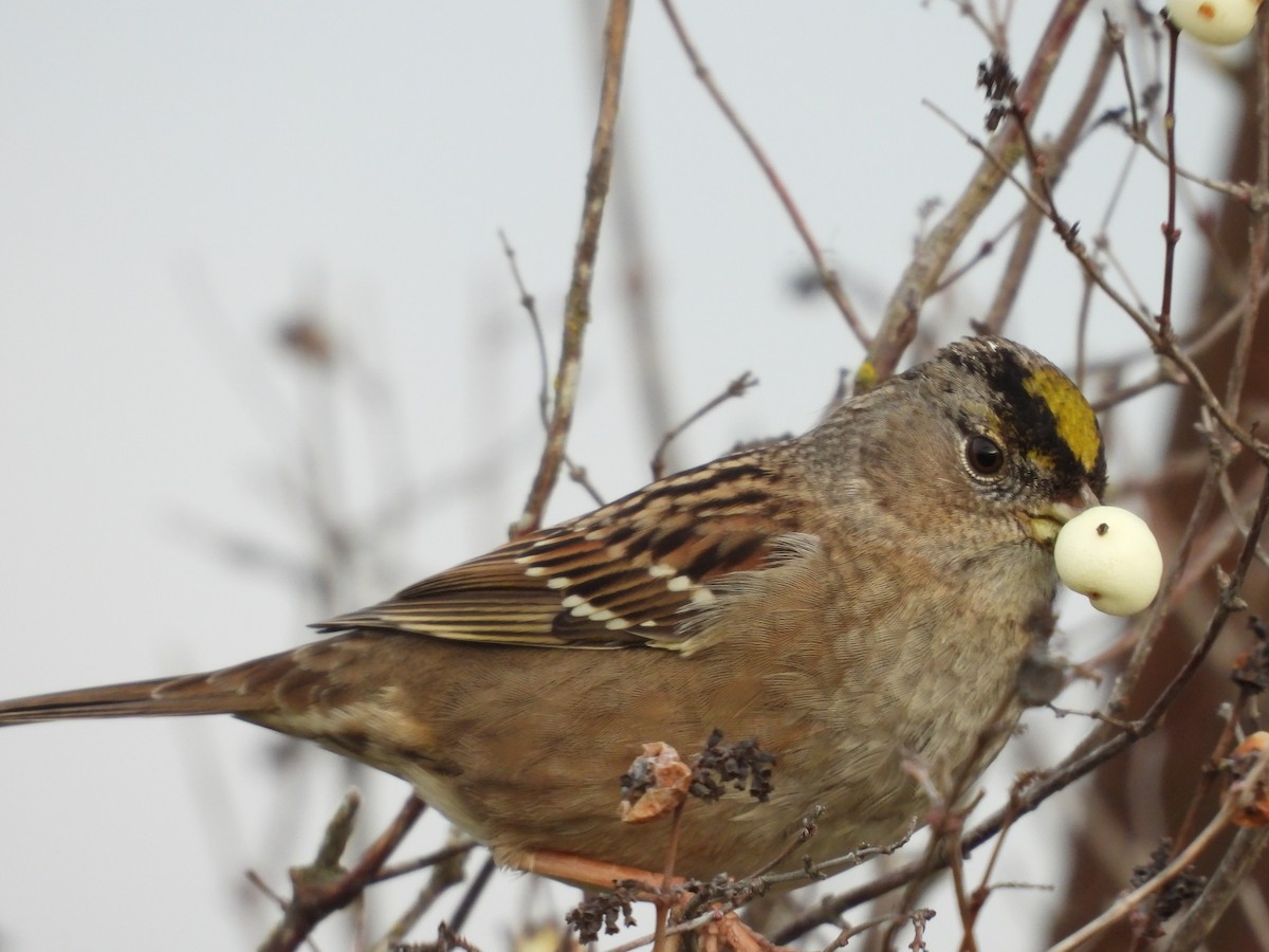 Golden-crowned Sparrow - Colby Neuman