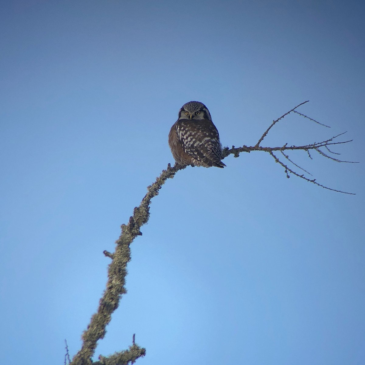 Northern Hawk Owl - ML135523211