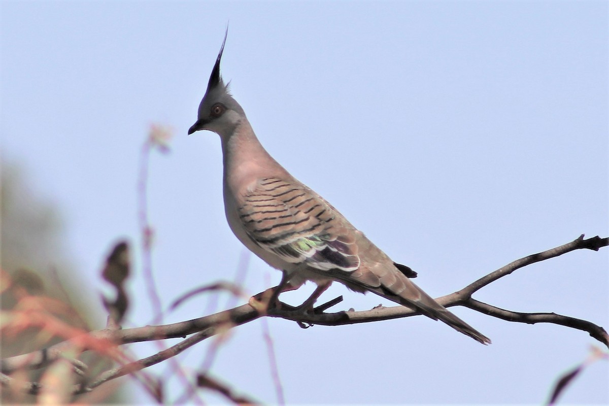 Crested Pigeon - ML135525451