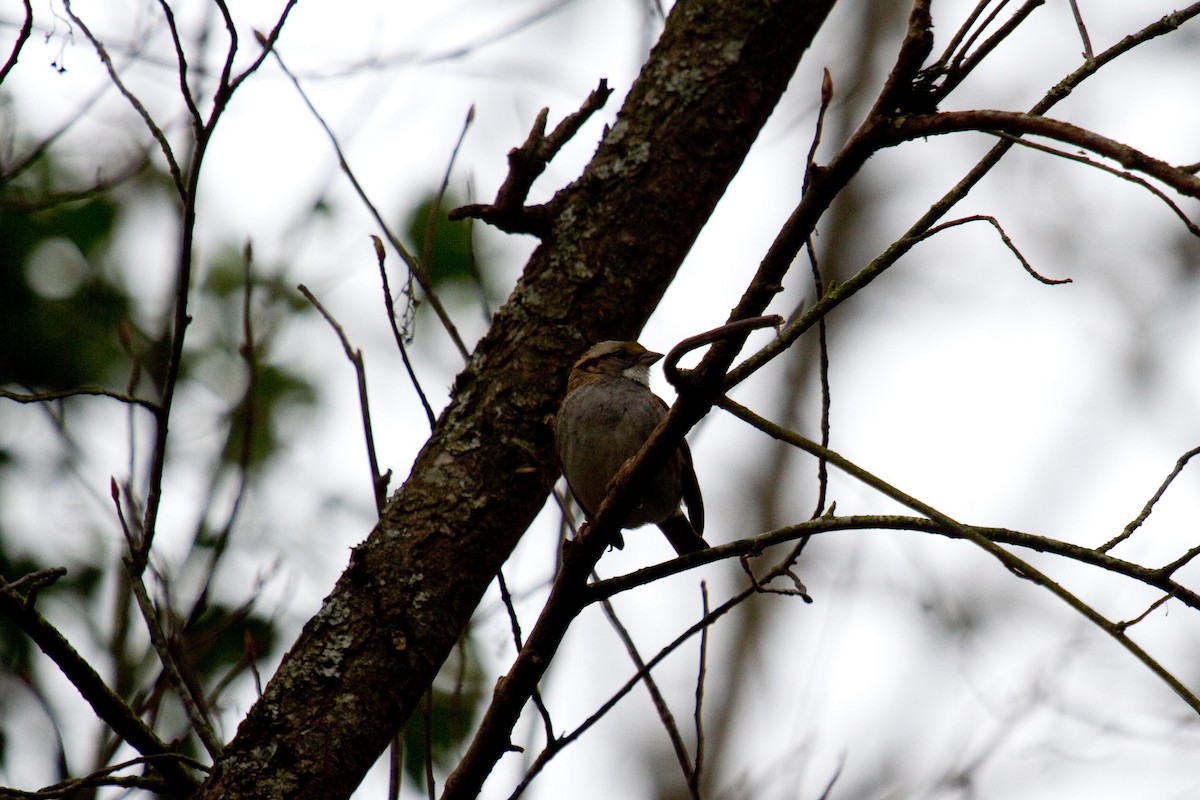 White-throated Sparrow - ML135526131
