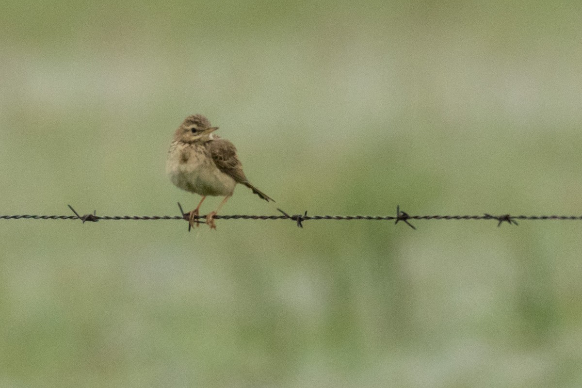 African Pipit - ML135526441
