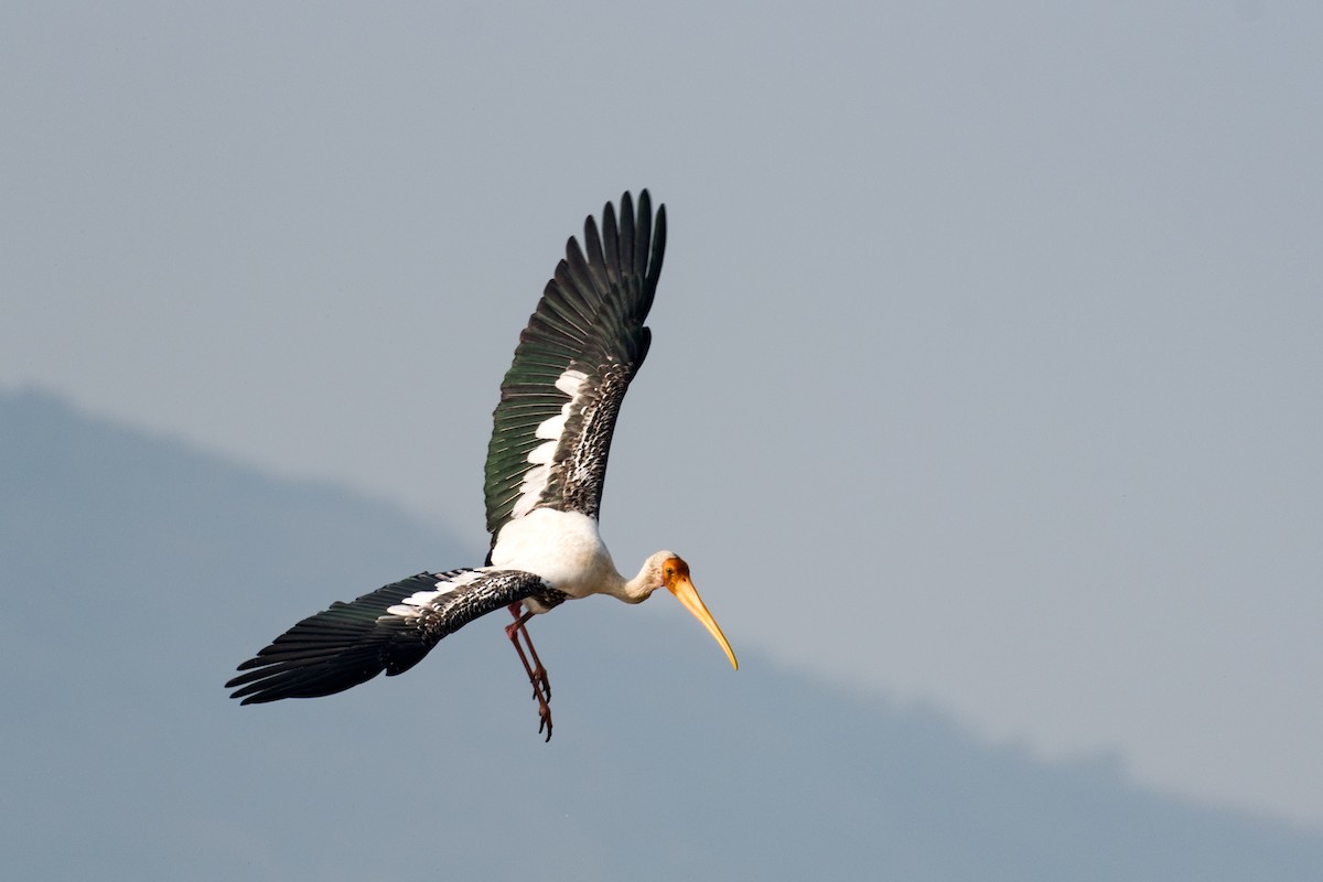 Painted Stork - Alok Katkar