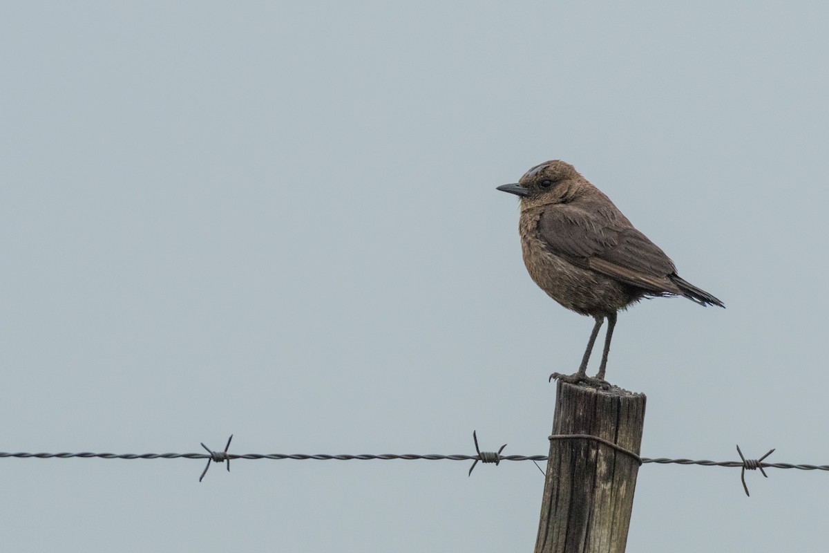 Southern Anteater-Chat - ML135526551
