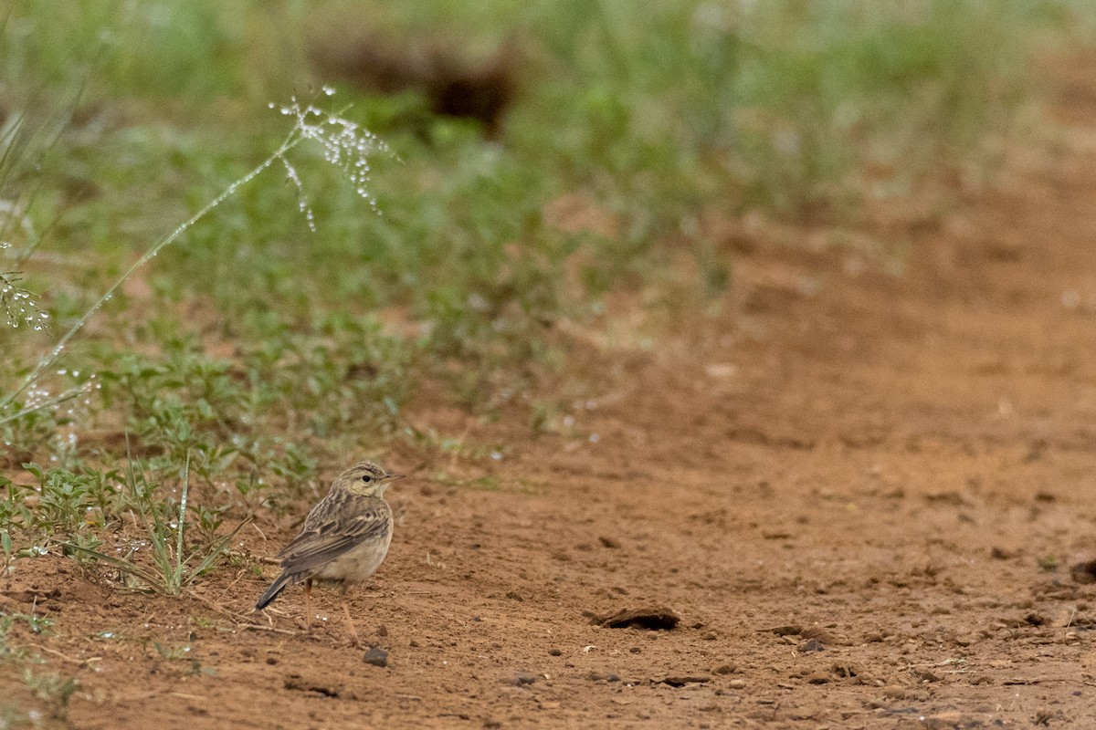 African Pipit - ML135526611