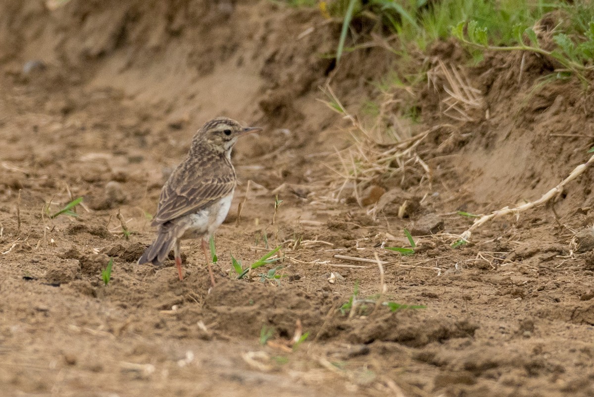 African Pipit - ML135526941