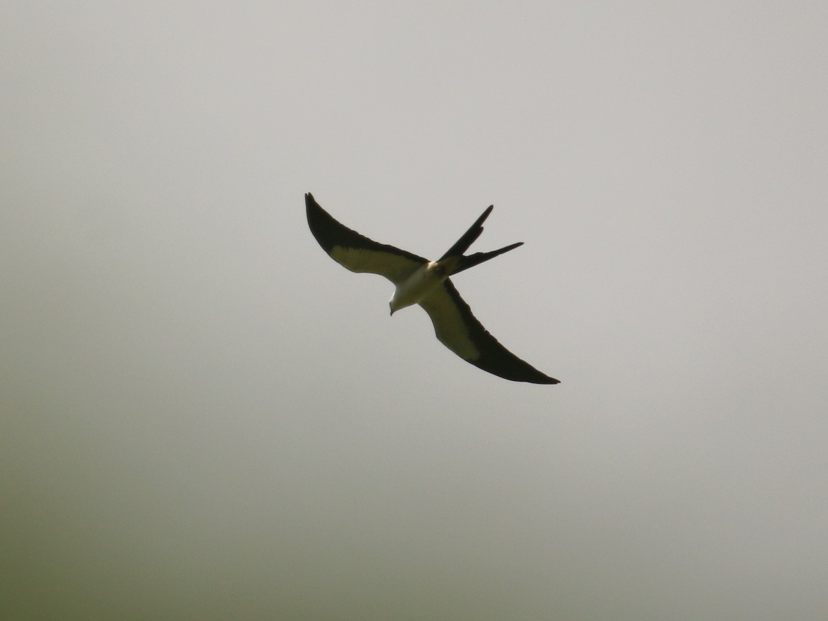 Swallow-tailed Kite - Christine Jacobs