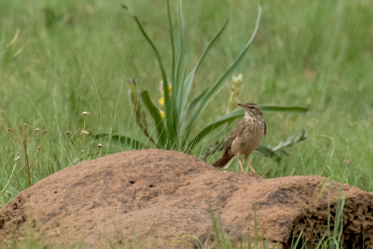 African Pipit - ML135526971