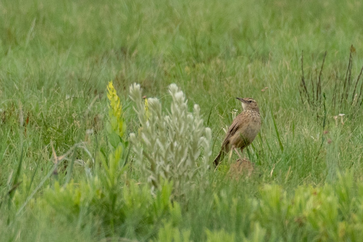 African Pipit - ML135526981