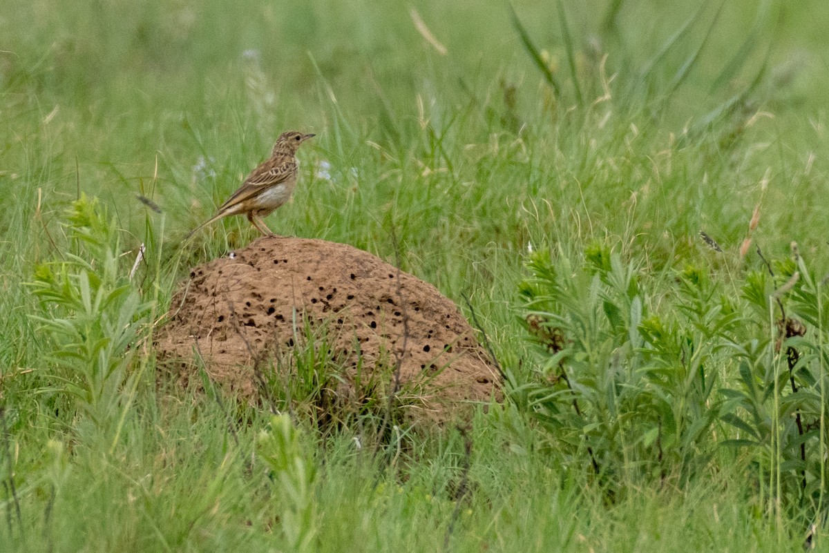 African Pipit - ML135526991