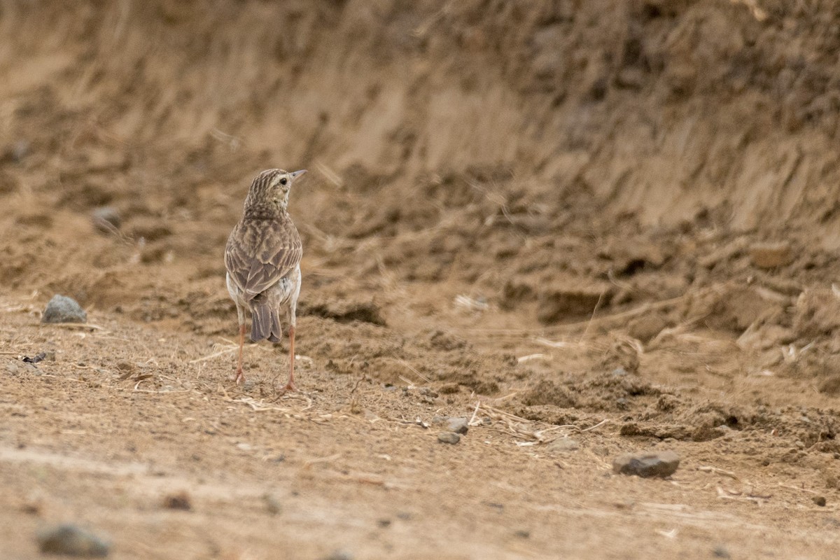 African Pipit - ML135527031