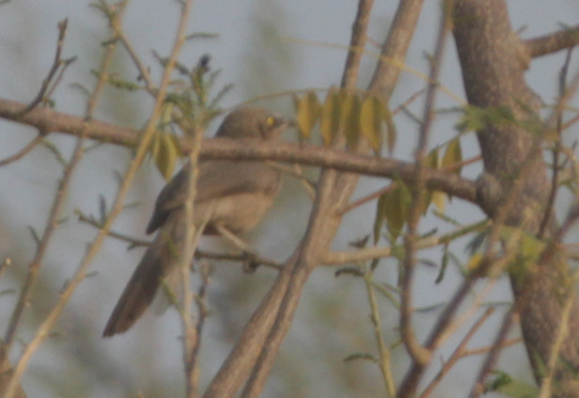 Large Gray Babbler - NaveenKumar Ganugapenta