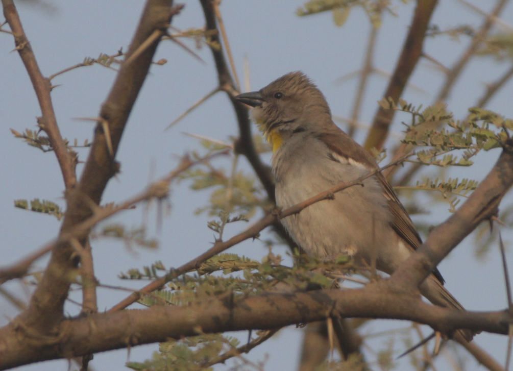 Yellow-throated Sparrow - NaveenKumar Ganugapenta