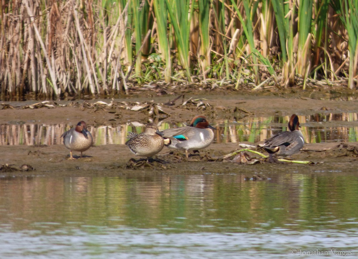 Green-winged Teal - ML135529401