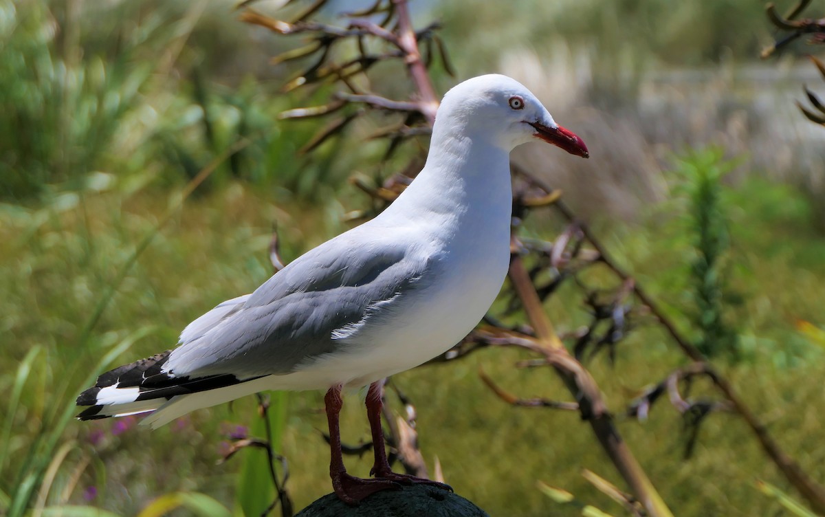 Silver Gull (Red-billed) - ML135530431
