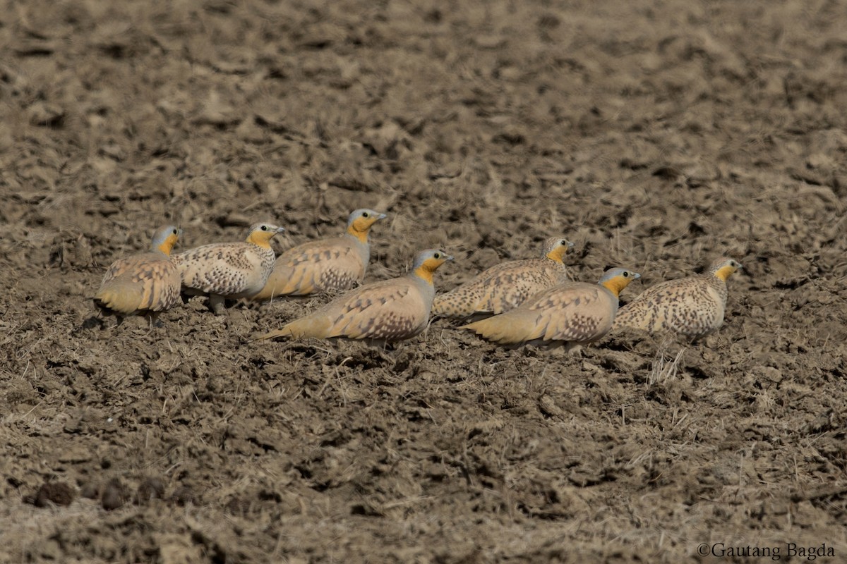 Spotted Sandgrouse - Gaurang Bagda