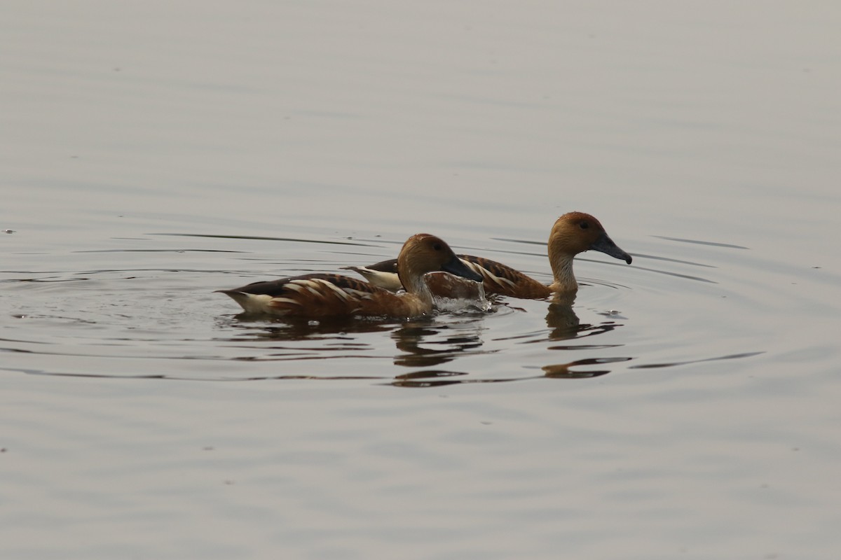 Fulvous Whistling-Duck - ML135532561