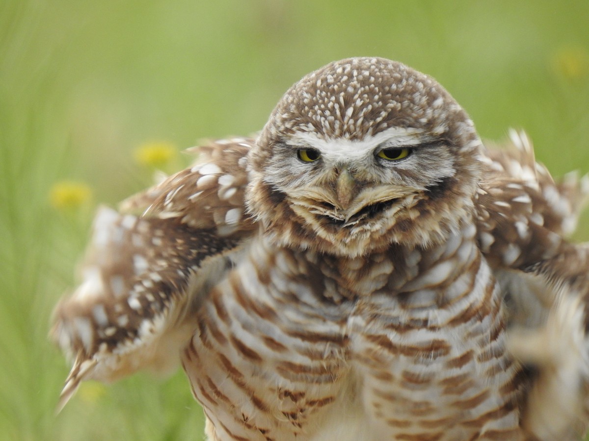Burrowing Owl (Western) - Kyle Waites