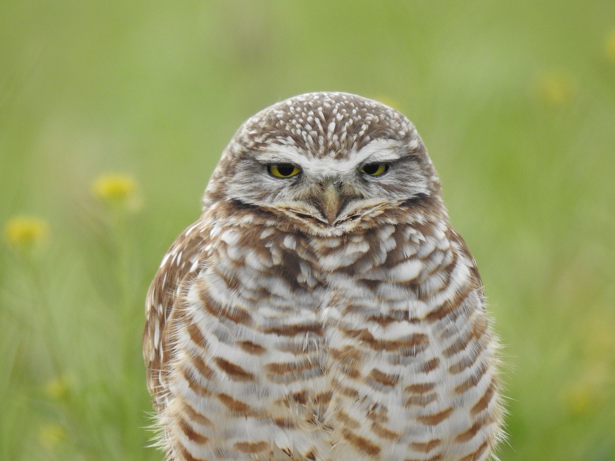 Burrowing Owl (Western) - Kyle Waites