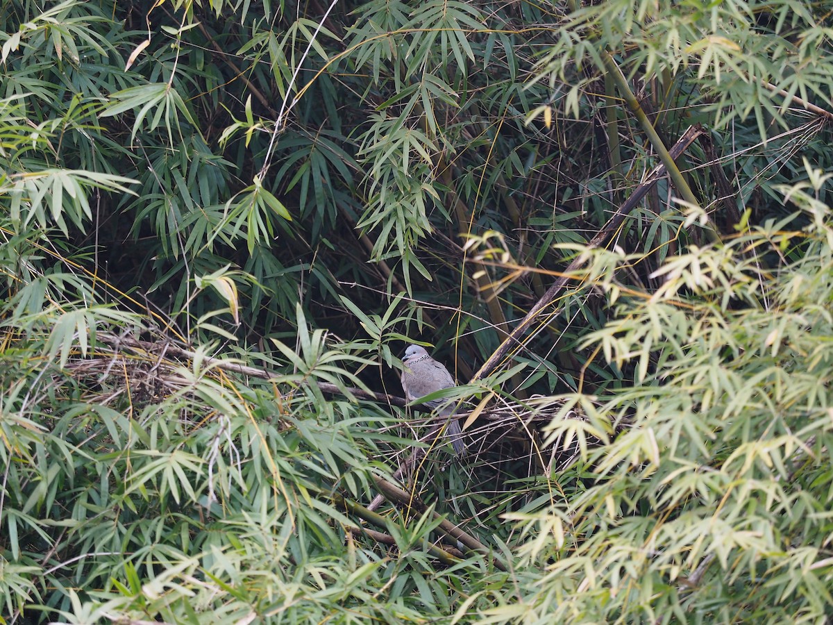 Spotted Dove - 宇杰 彭